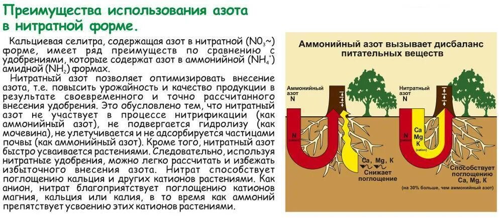 Цветы можно полить селитрой. Маточный раствор кальциевой селитры. Кальциевая селитра схема подкормки томатов. Применение азотных удобрений. Кальциевая селитра для растений.