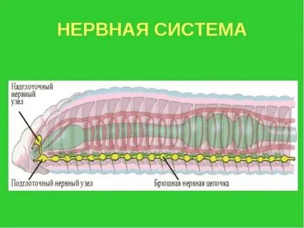Нервные узлы расположены внутри