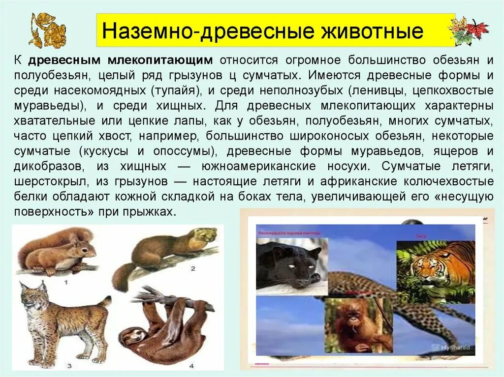 К особенностям размножения млекопитающих относят. Наземно древесные млекопитающие. Наземно древесные млекопитающие особенности. Экологические группы млекопитающих презентация. Наземно древесные млекопитающие характеристика.