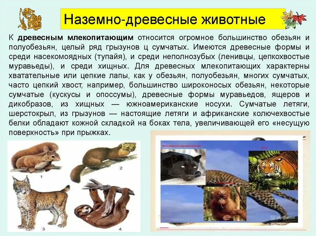 Какие птицы относятся к млекопитающим