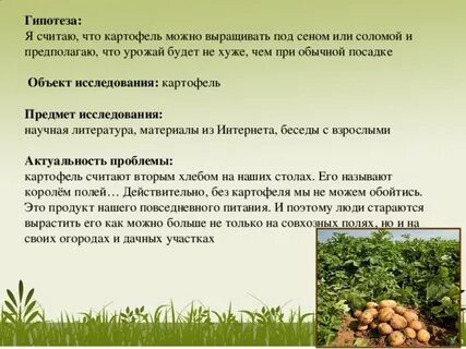Сколько времени нужно проращивать картофель