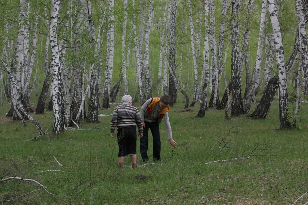 Березка яблоко. Березовый край. Береза очень. Майские березы. Яблоки на березах?.