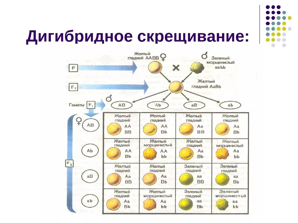 Дигибридное скрещивание аавв аавв. Схема при дигибридном скрещивании. Законы Менделя схема дигибридного скрещивания. Закон расщепления дигибридное скрещивание. Схема дигибридного скрещивания гороха.