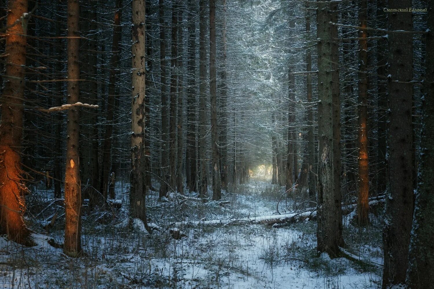 Чаща зимой. Лес чаща зима. чаща леса зимой. лес зимой чаща. зимняя лесная чаща.