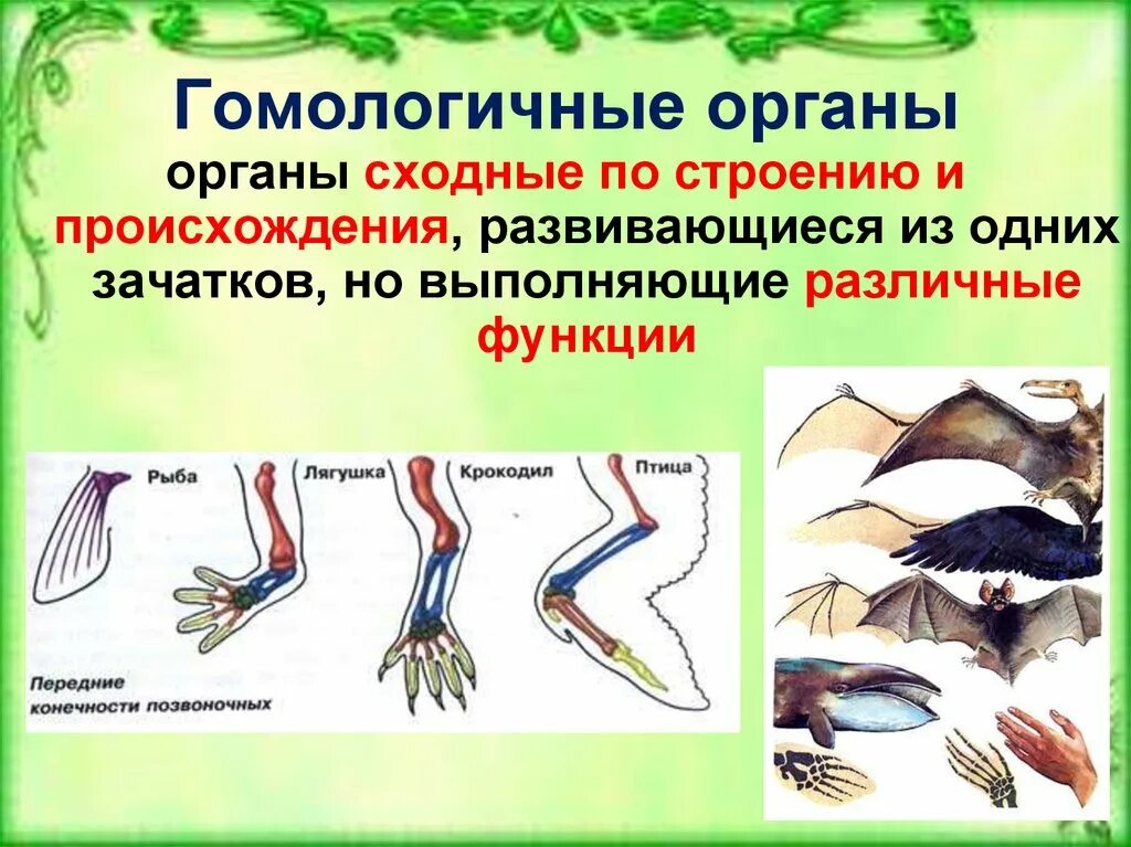 Гомологи биология. Гомологичные органы это биология. Гомологичные органы у насекомых. Гомологичные и аналогичные органы примеры.