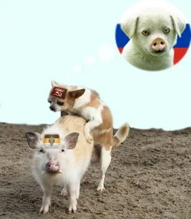 Свинособака