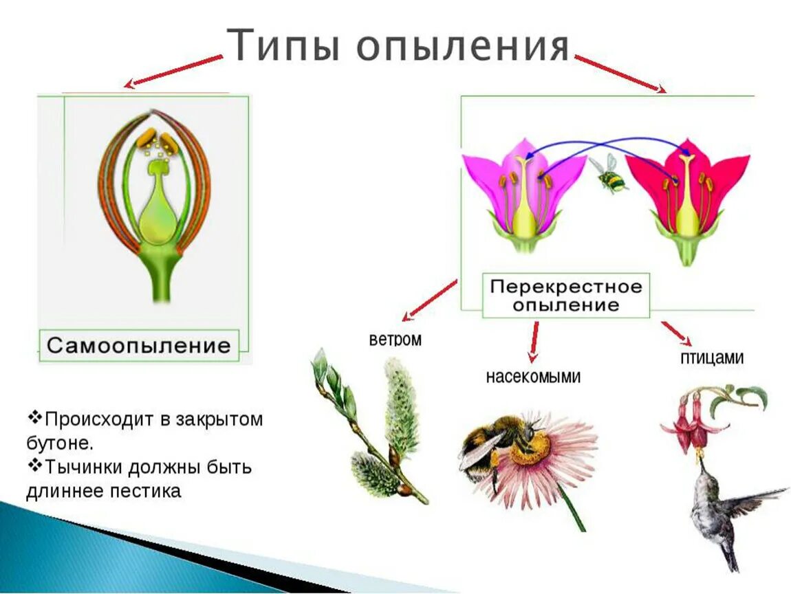 Способ опыления пыльца. Перекрестное опыление схемасхема. Схема опыления цветковых растений. Схема перекрестного опыления. Процесс опыления цветковых схема.