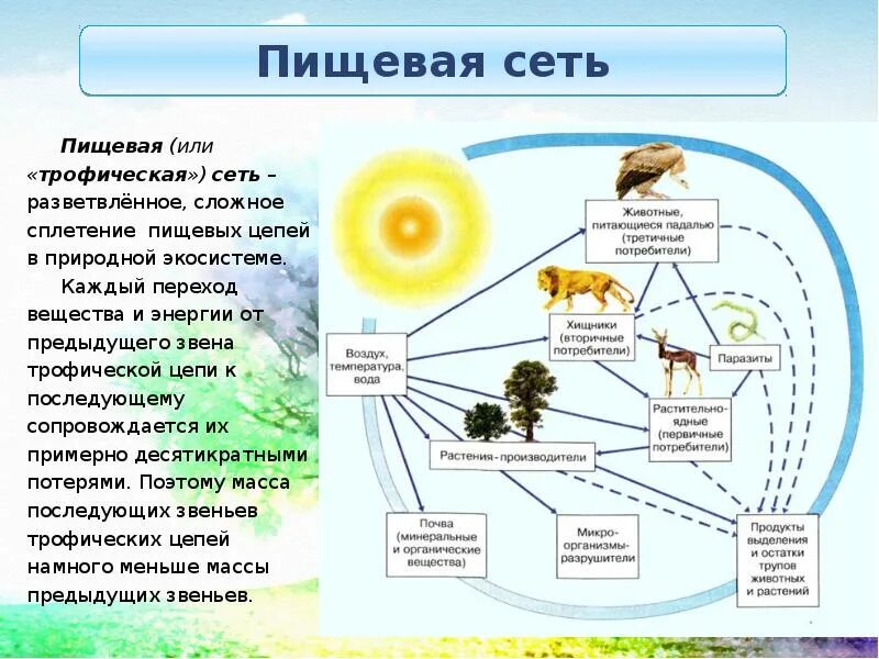 Сети питания е. Пищевая цепочка в природе круговорот. схема пищевой сети. цепь питания с круговоротом веществ. пищевые цепи и сети трофические уровни.