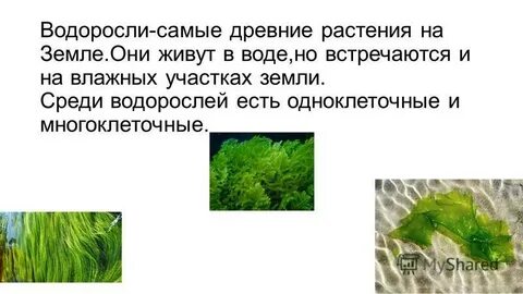 Водоросли древнейшие растения