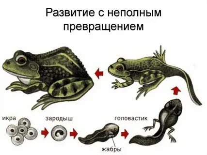 Стадии развития лягушки схема