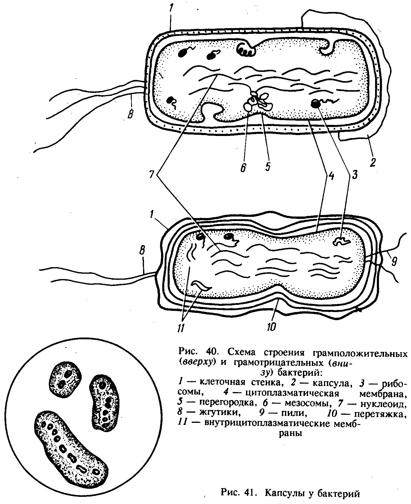 Схема строения бактериальной клетки микробиология. Схематическое строение бактериальной клетки. Строение бактериальной клетки микробиология рисунок. Строение грамотрицательной бактериальной клетки..