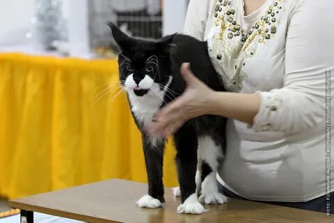 Выставка кошек бийск