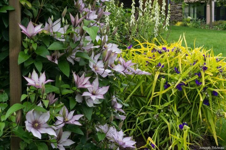 Patio Clematis Samaritan Jo(TM) Boulevard(R) Evipo075(N) Clematis plants, Clemat