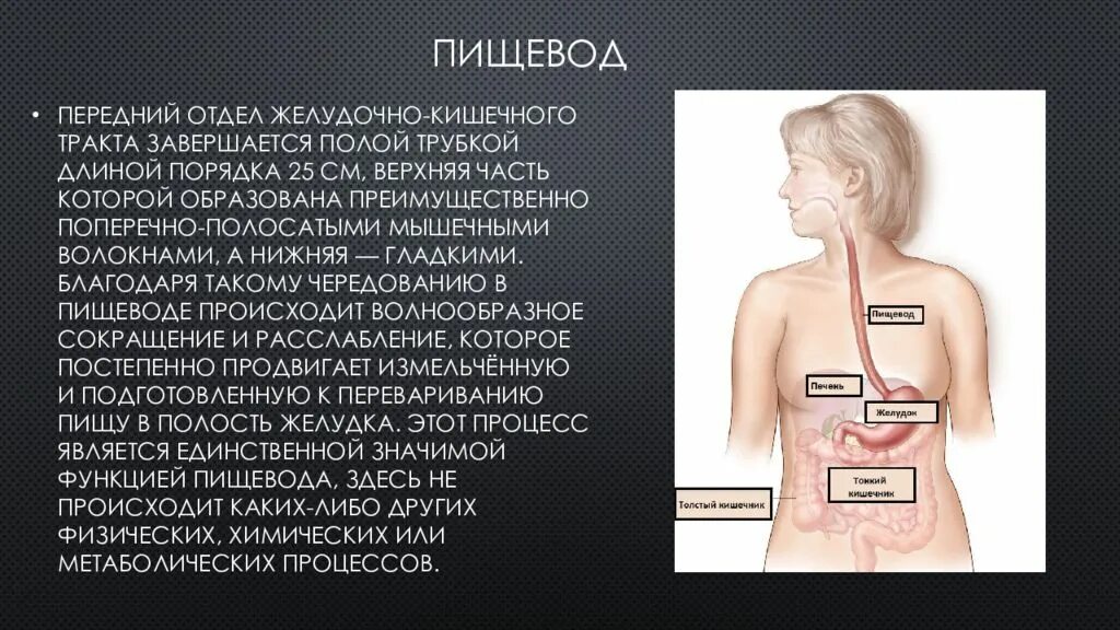 Пищи по пищеводу причины