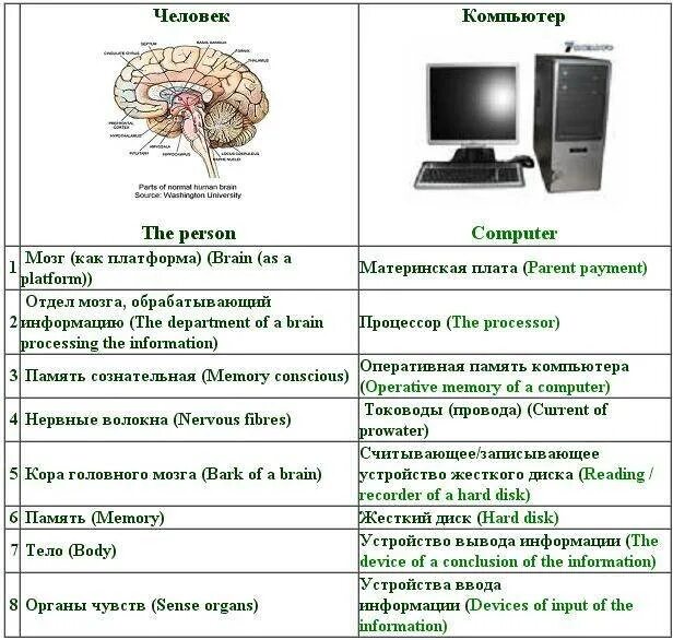 Сходства человека и компьютера. Человек и компьютер сходства и различия. Сравнение компьютера и мозга. Сравнительная характеристика человека и компьютера. Чем отличается память человека от памяти животного