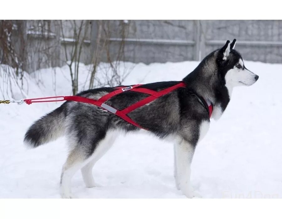 Ездовая шлейка для собаки. Шлейка alaskan malamute. ездовая шлейка для хаски. шлейка для собак хаски ездовая. маламут в ездовой шлейке.