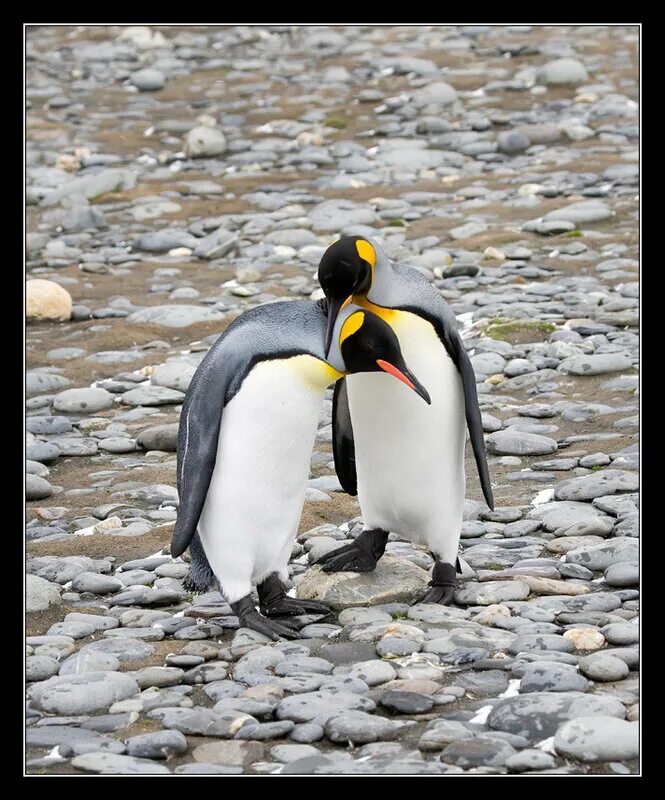 Пингвин с камерой. Пингвины и полярники. Южный полюс антарктида. Пингвин с камерой. Большое путешествие пингвина.