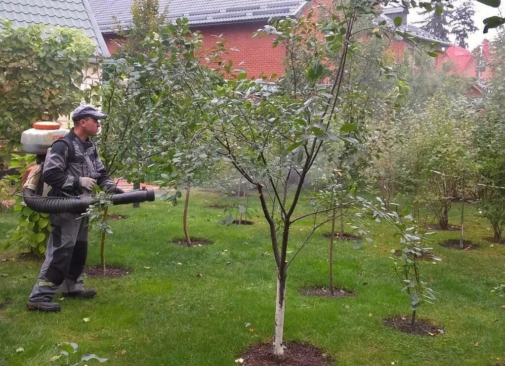 Опрыскивание сада. Обработка деревьев и кустарников. Обработка дерева. Опрыскивание деревьев. Опрыскивания фруктовых деревьев