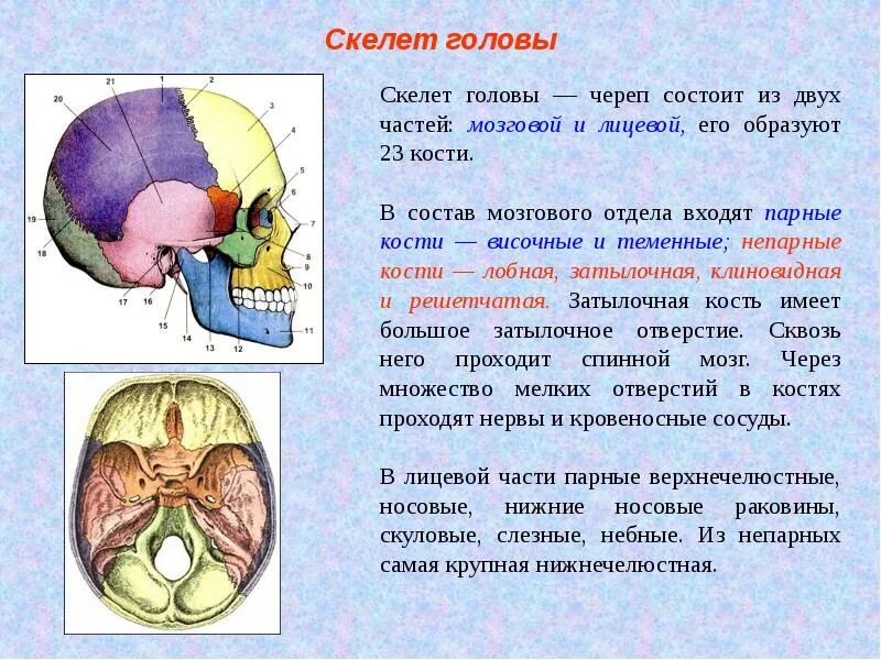 Скелет головы особенности строения. Скелет головы 8 класс биология кратко. Скелет головы и туловища. Скелет головы и туловища 8 класс. Скелет головы и туловища череп.