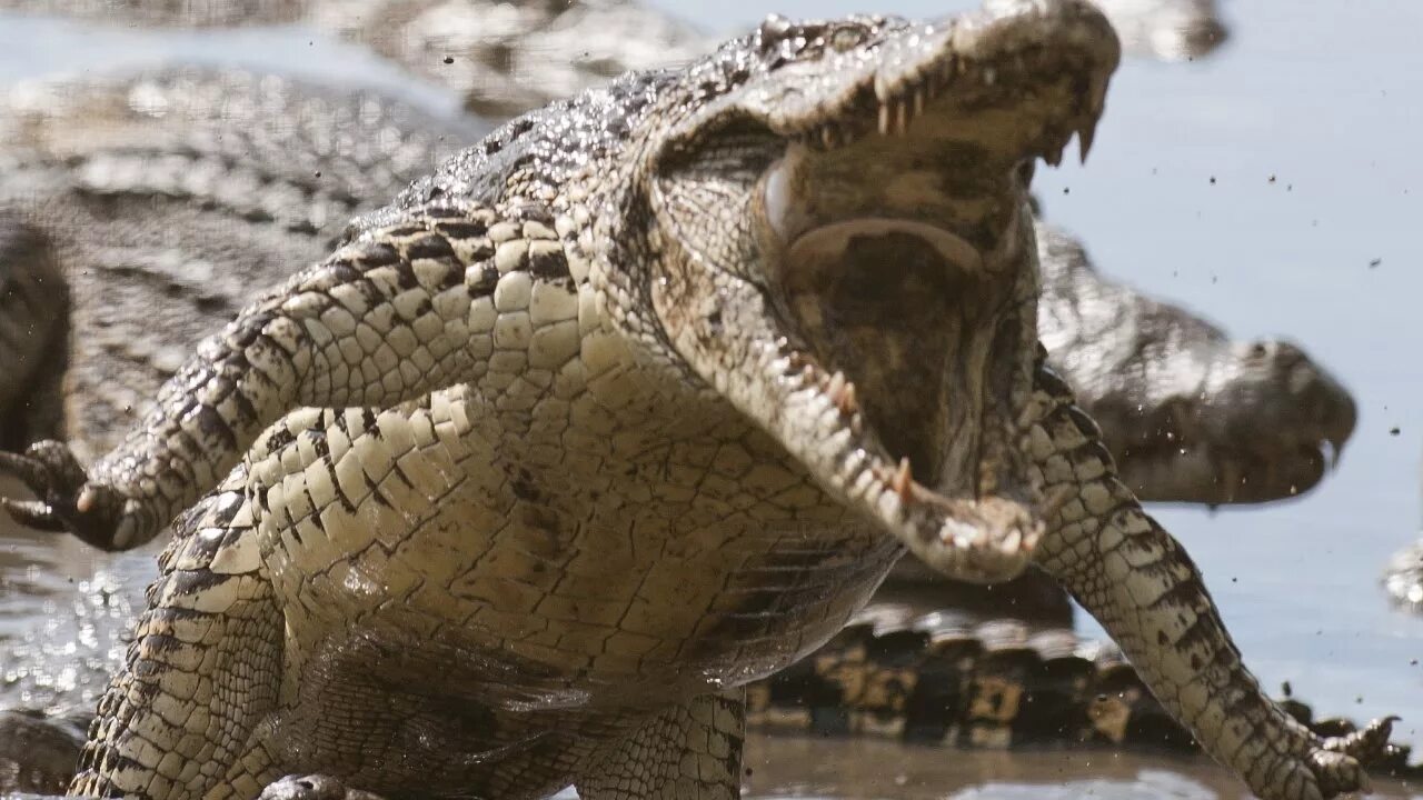 The worlds most dangerous animals. The worlds most dangerous animals. Выставка в зоопарке бронкса 1960. Europe animals. Опасные животные австралии.