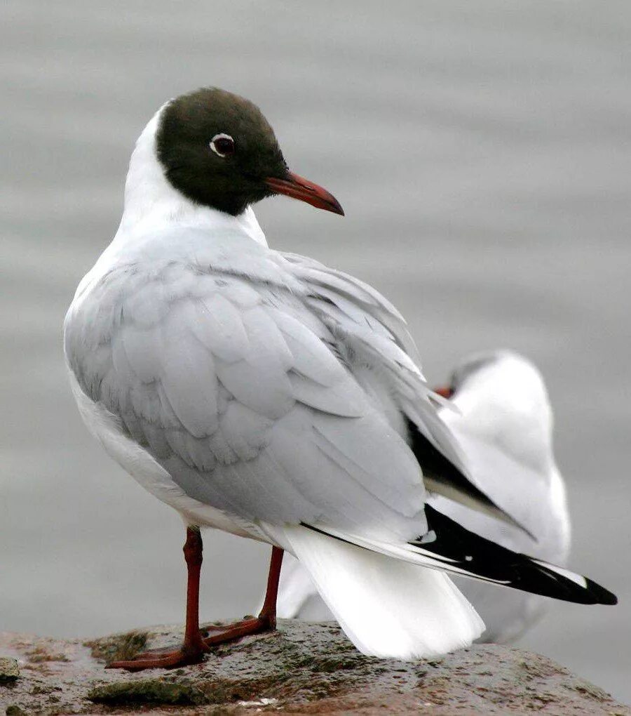 Похожи на чаек с черной головой. Озерная Чайка птица. Larus ridibundus. Черноголовая Чайка самка. Вилохвостая Чайка.