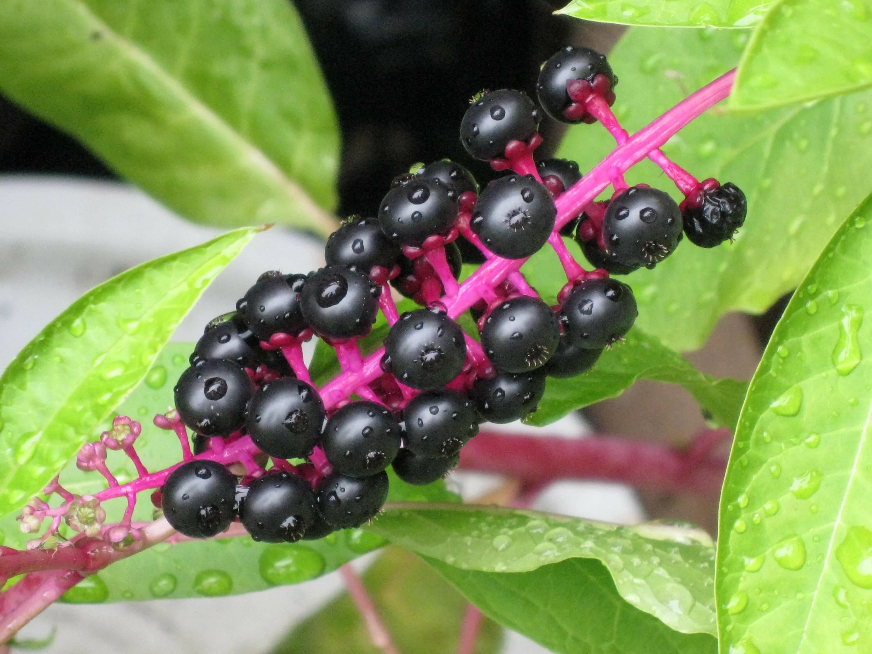 Зелено черная ягода. Фитолакка лаконос. Phytolacca (лаконос американский). Лаконос ядовитое растение. Лаконос ягодный.