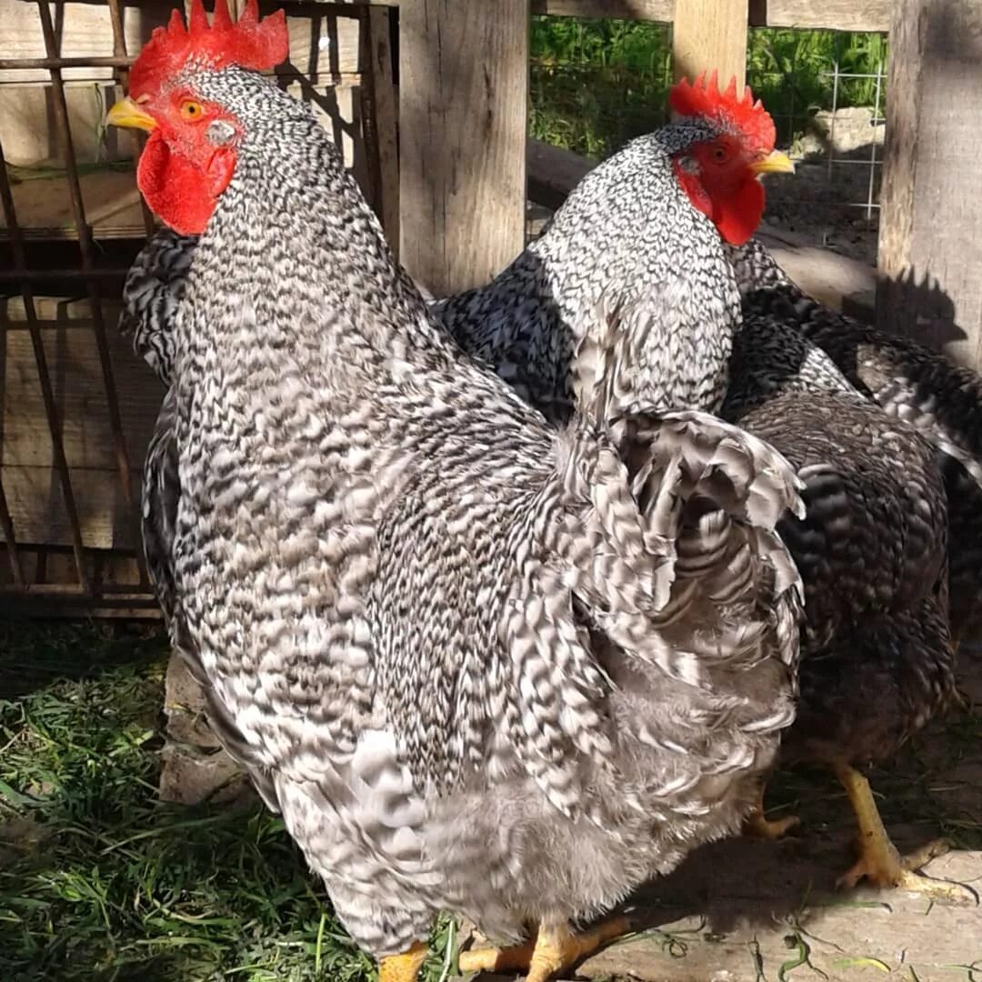 Породы кур молодок. Амрокс куры. Брама Виандот. Виандот куропатчатый. Петух Амрокс.