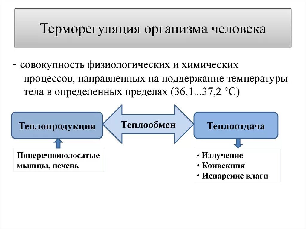 В теплоотдаче главную роль играет. Ьермо регуляция организма. Терморегуляция организма человека. Процессы терморегуляции. Процессы терморегуляции человека.