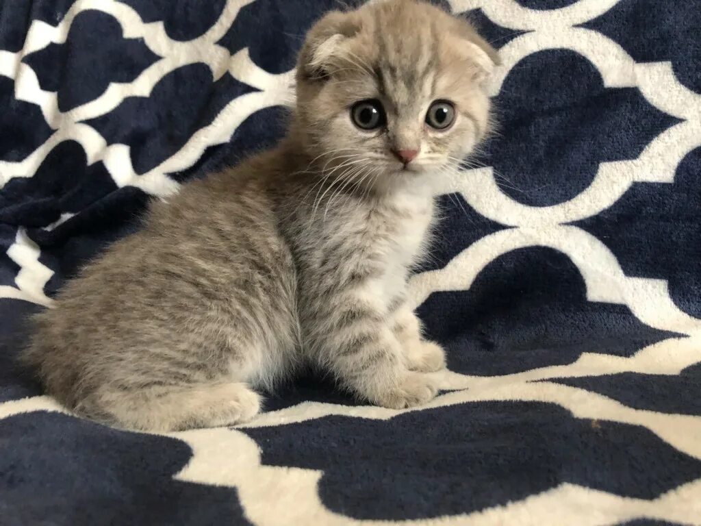 Шотландский котенок мальчик. Вислоухие котята мальчики. Клички для вислоухих котов мальчиков. Имена для вислоухих котят мальчиков. Имена для вислоухих котят мальчиков серого цвета.