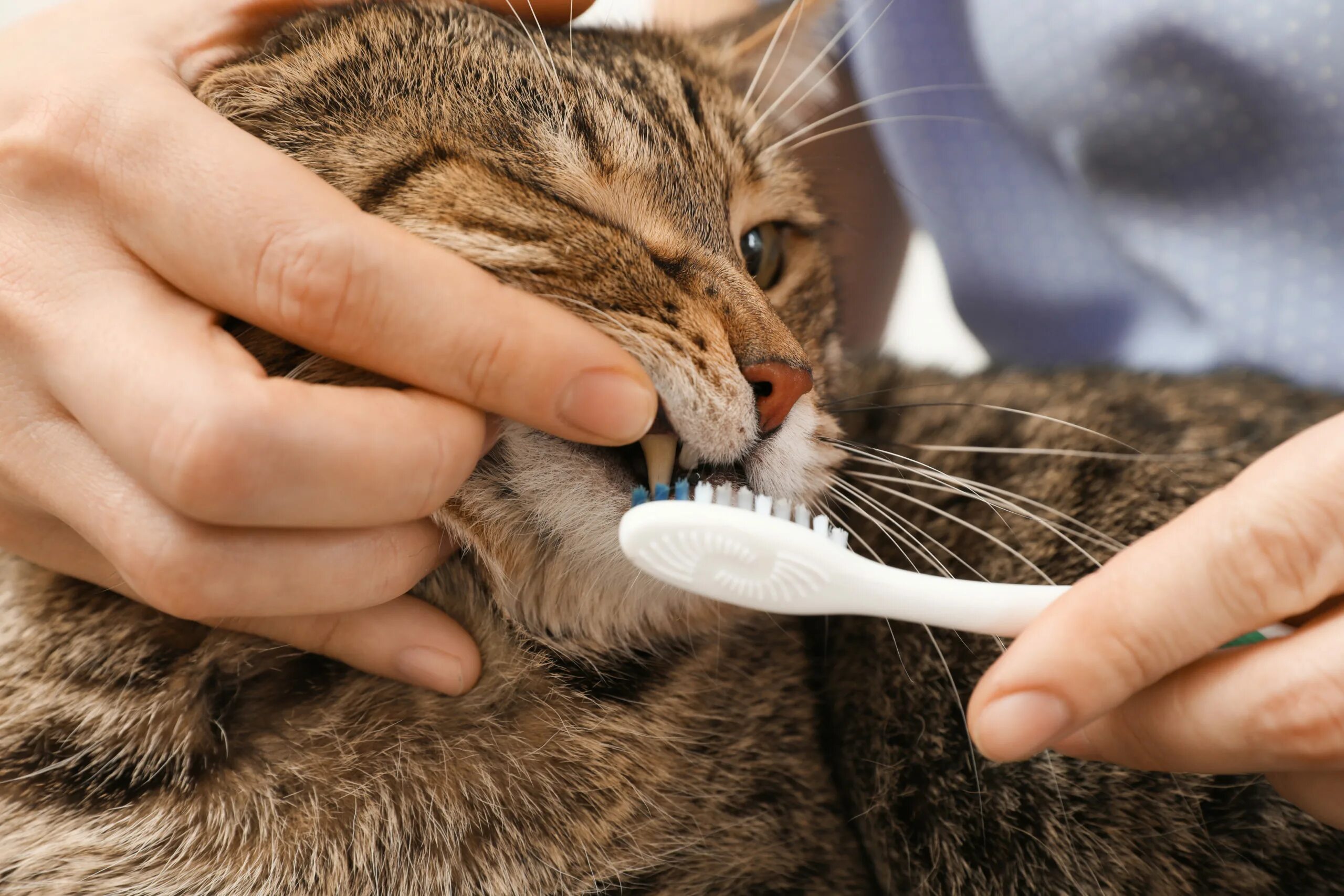 Красивая кошачья шерсть. Уход за кошкой. Ветеринар с котенком. Cat s care. Cat s care.