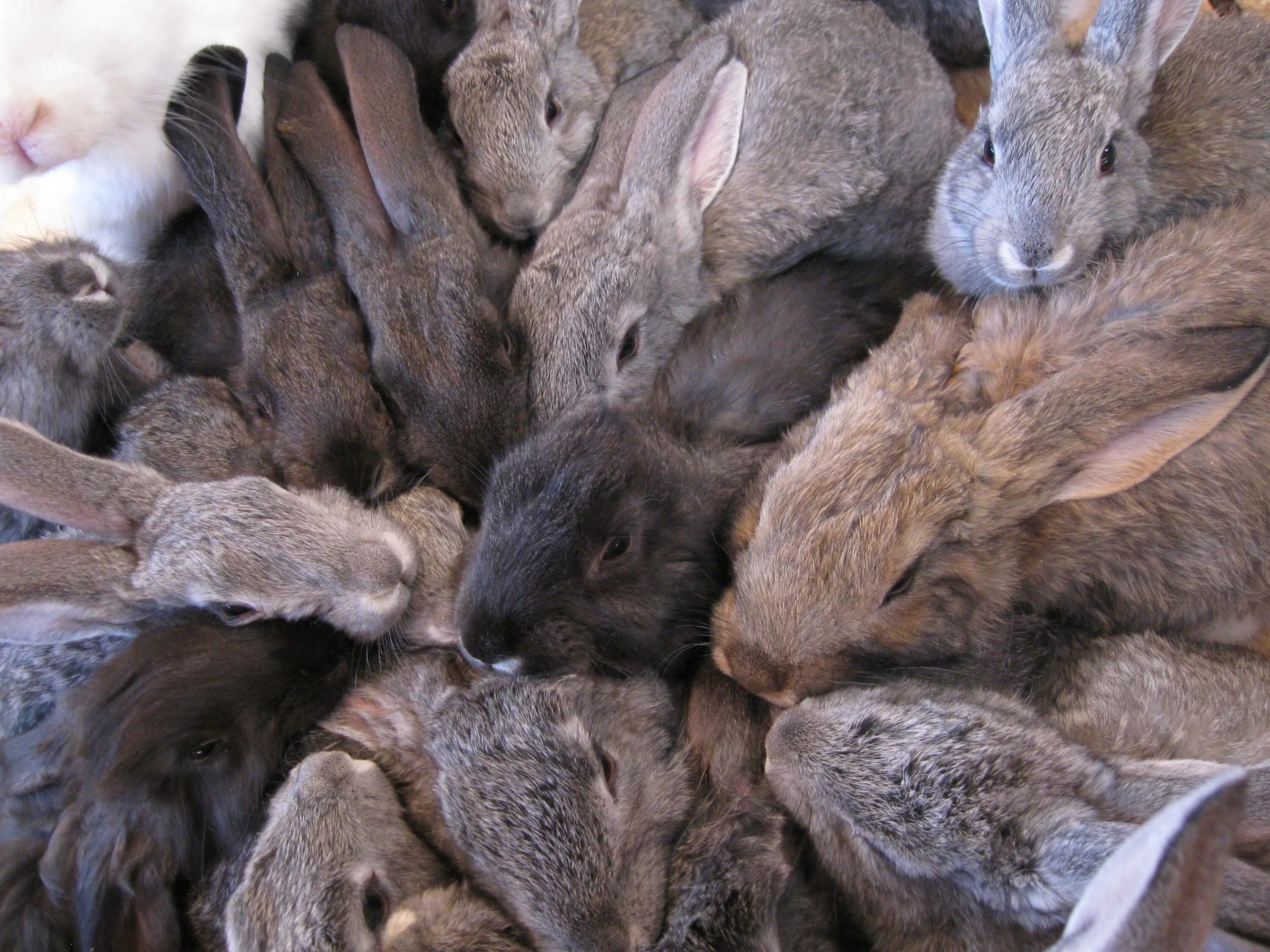 Где сейчас кролик. Несколько кроликов. Много кроликов. Зайцы много. Стадо кроликов.