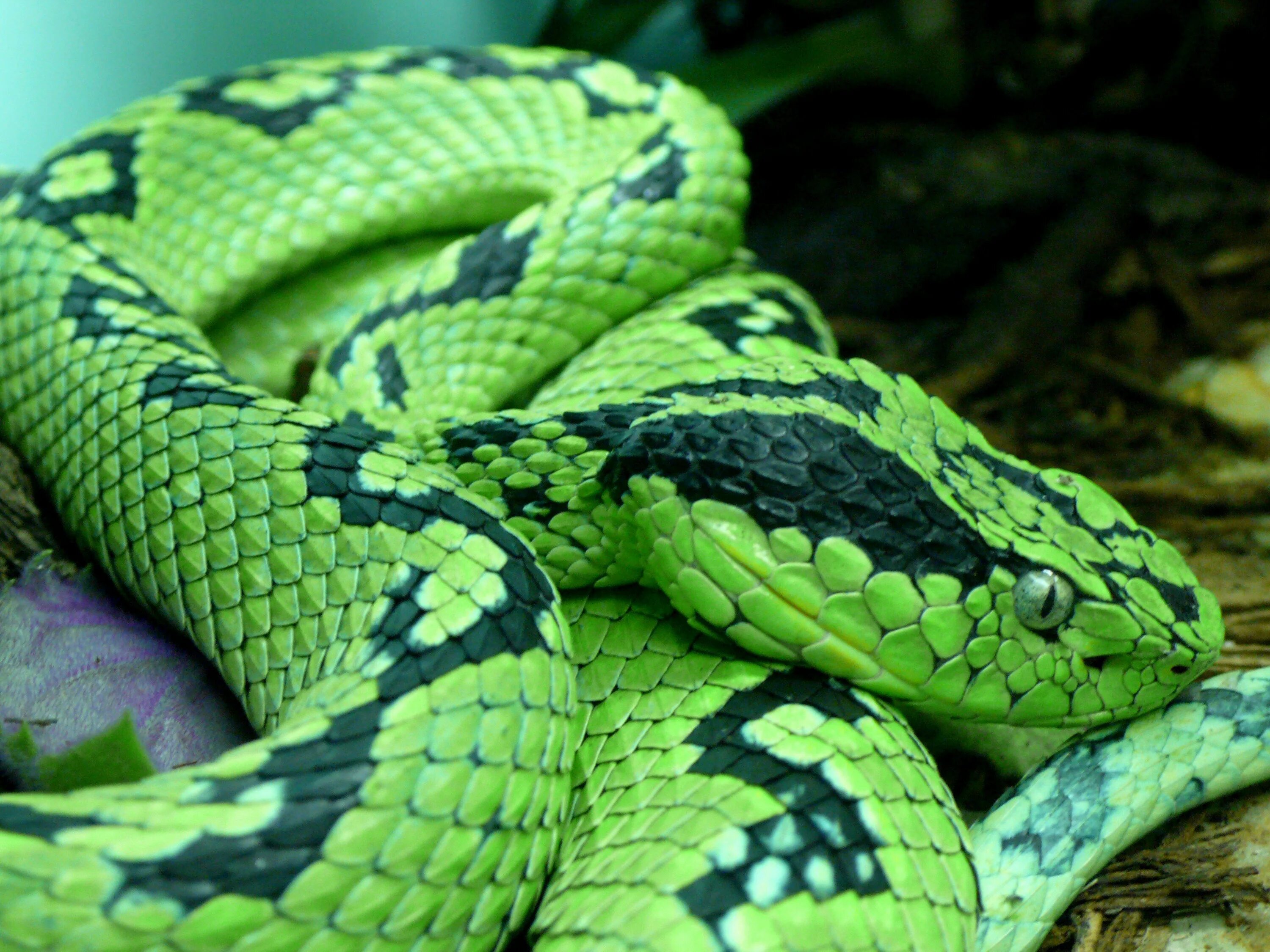 Показать про змей. Зеленая змея ядовитая мамба. Голубая куфия змея. Зелёный ботропс. Зелёная неядовитая змея.
