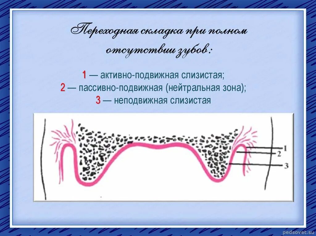 Переходная складка слизистой. Подвижная и неподвижная слизистая оболочка. Активно подвижная слизистая. Пассивно подвижная слизистая.