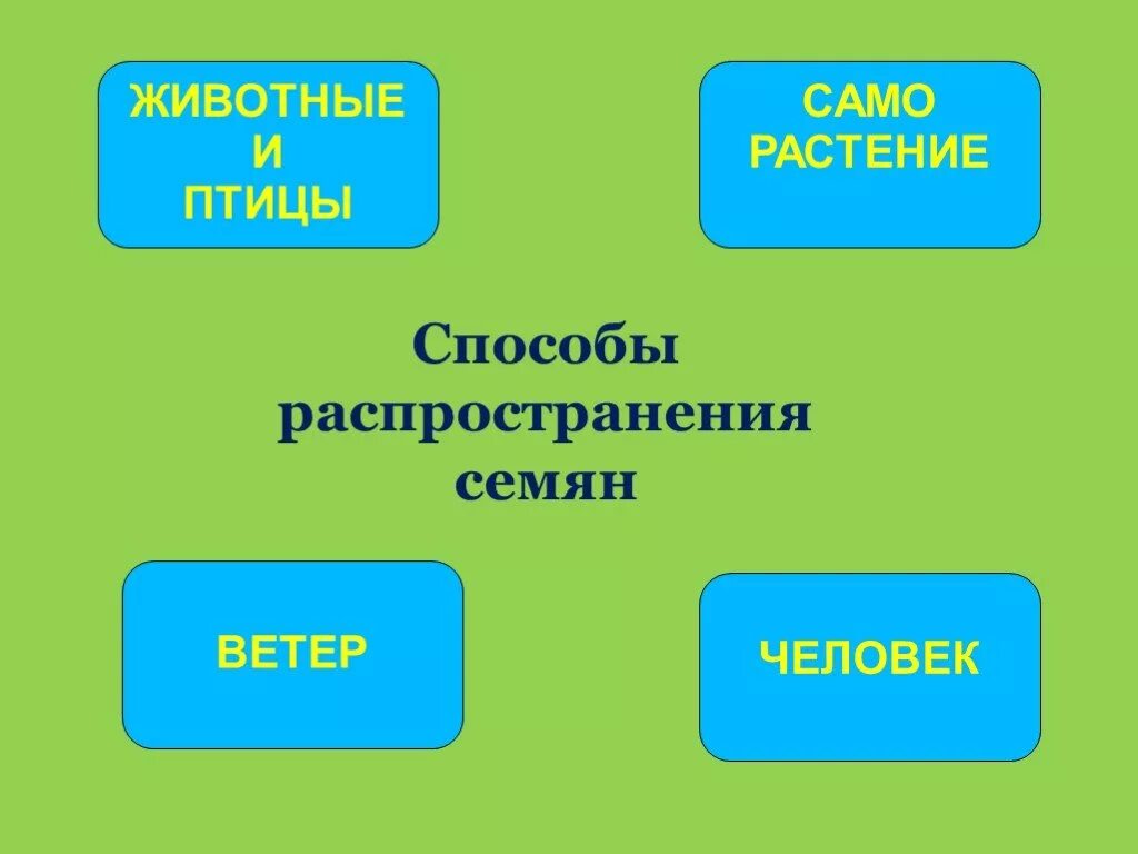 3 класс размножение и развитие растений видеоурок. Размножение и развитие растений. размножение и развитие растений 3 класс окружающий мир. проект размножение и развитие растений 3 класс. размножение и развитие растений 3 класс видеоурок.