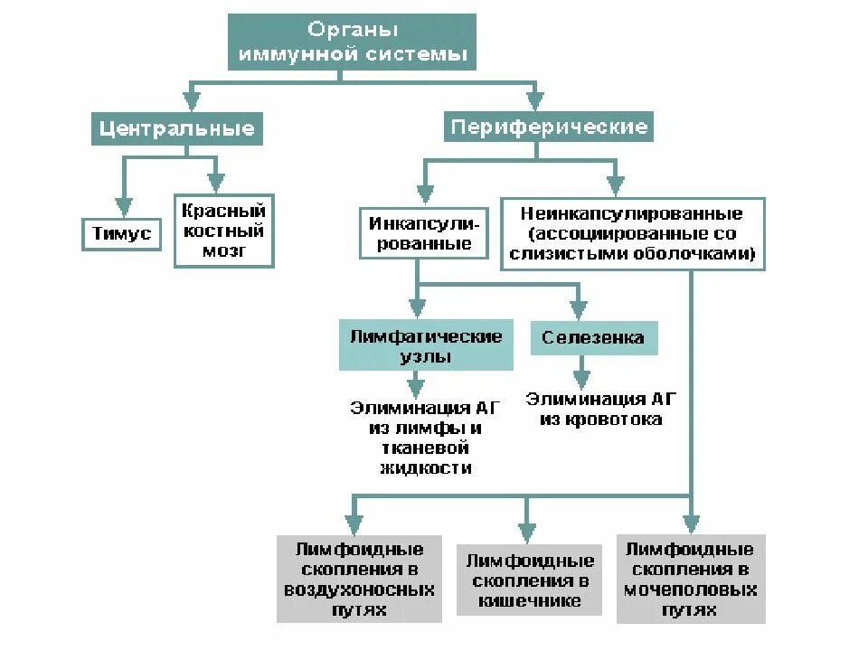 1.Центральные и периферические органы иммунной системы. Иммунная система Центральная и периферическая схема. Органы иммунной системы центральные и периферические таблица. Центральные органы иммунной системы таблица. Иммунный центр