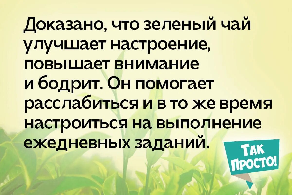 Почему говорит зеленый. Почему нельзя зеленый чай. Почему нельзя часто пить зеленый чай.