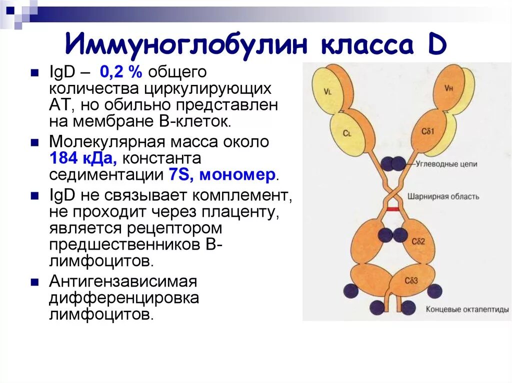 Структура иммуноглобулина d. Иммуноглобулин д иммунология. Иммуноглобулин д структура. Иммуноглобулины класса d (IGD).