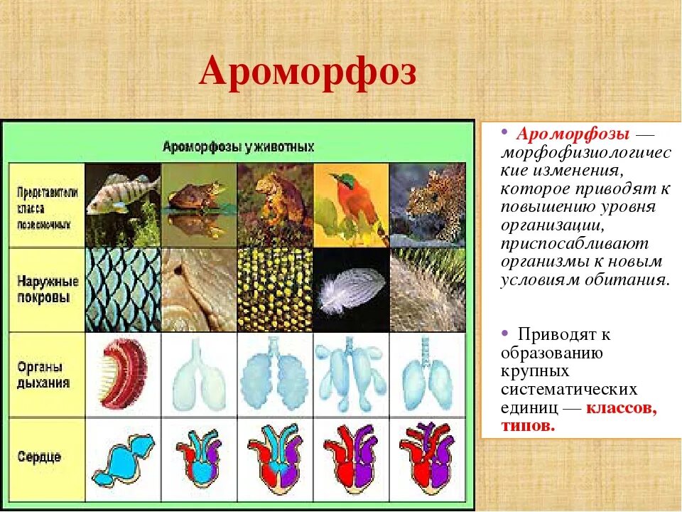 Назовите уровни организации многоклеточного организма. Арогенез и ароморфозы. Ароморфозы эволюционные изменения. Аромоваза. Ароморфоз это в биологии.