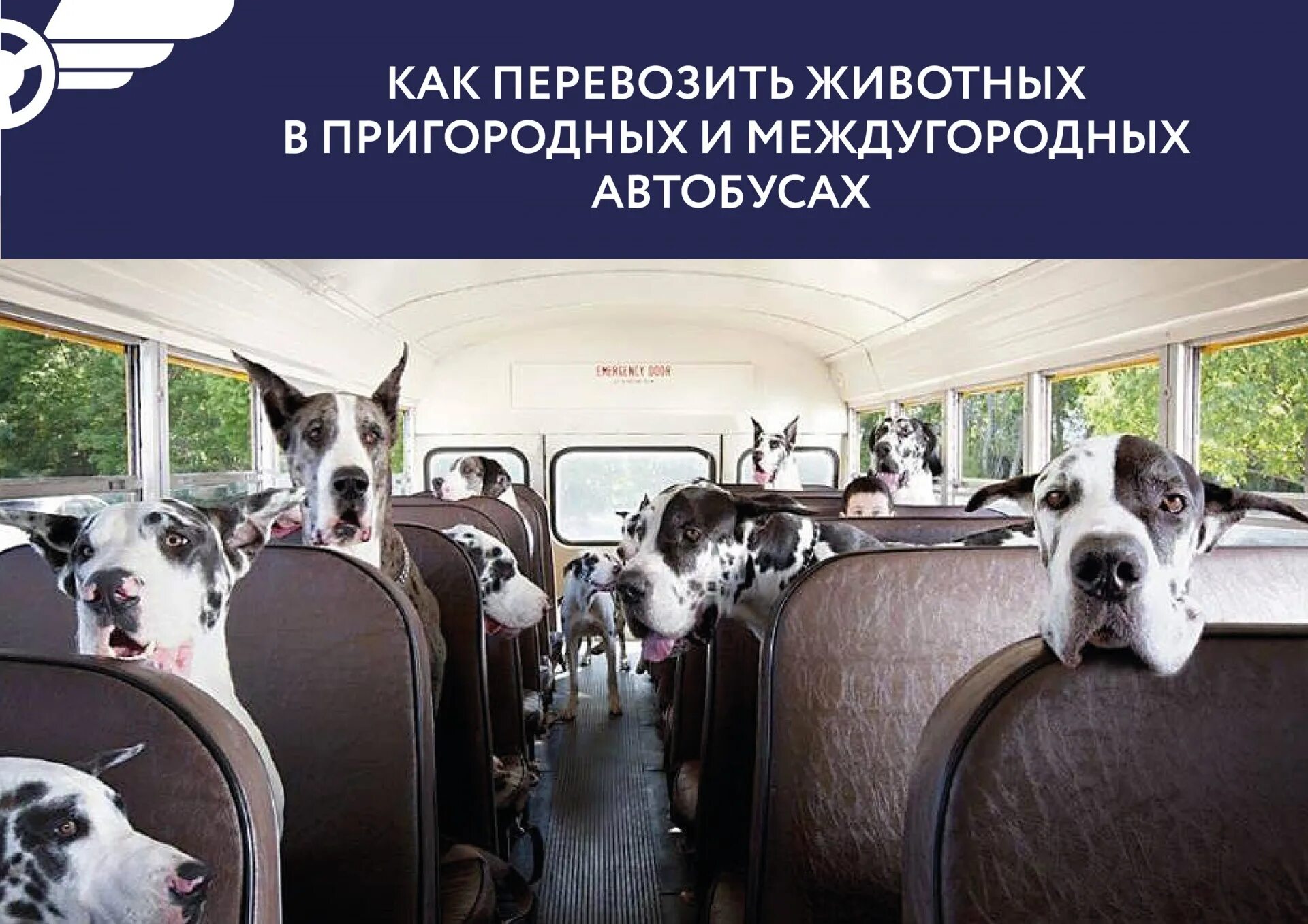 Можно перевозить собаку в автобусе