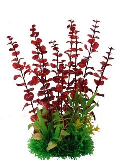 Plant z