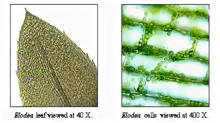 Особенности внутреннего строения элодеи. Микрофотография листа элодеи. Клетка элодеи под микроскопом. Микропрепарат элодеи. Клетки водного растения элодеи.