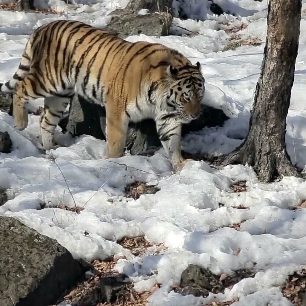 нападение тигров 2023 год. хабаровский край тигр. животные приморского края амурский тигр. нападение тигров 2023 год. нападение тигров 2023 год.