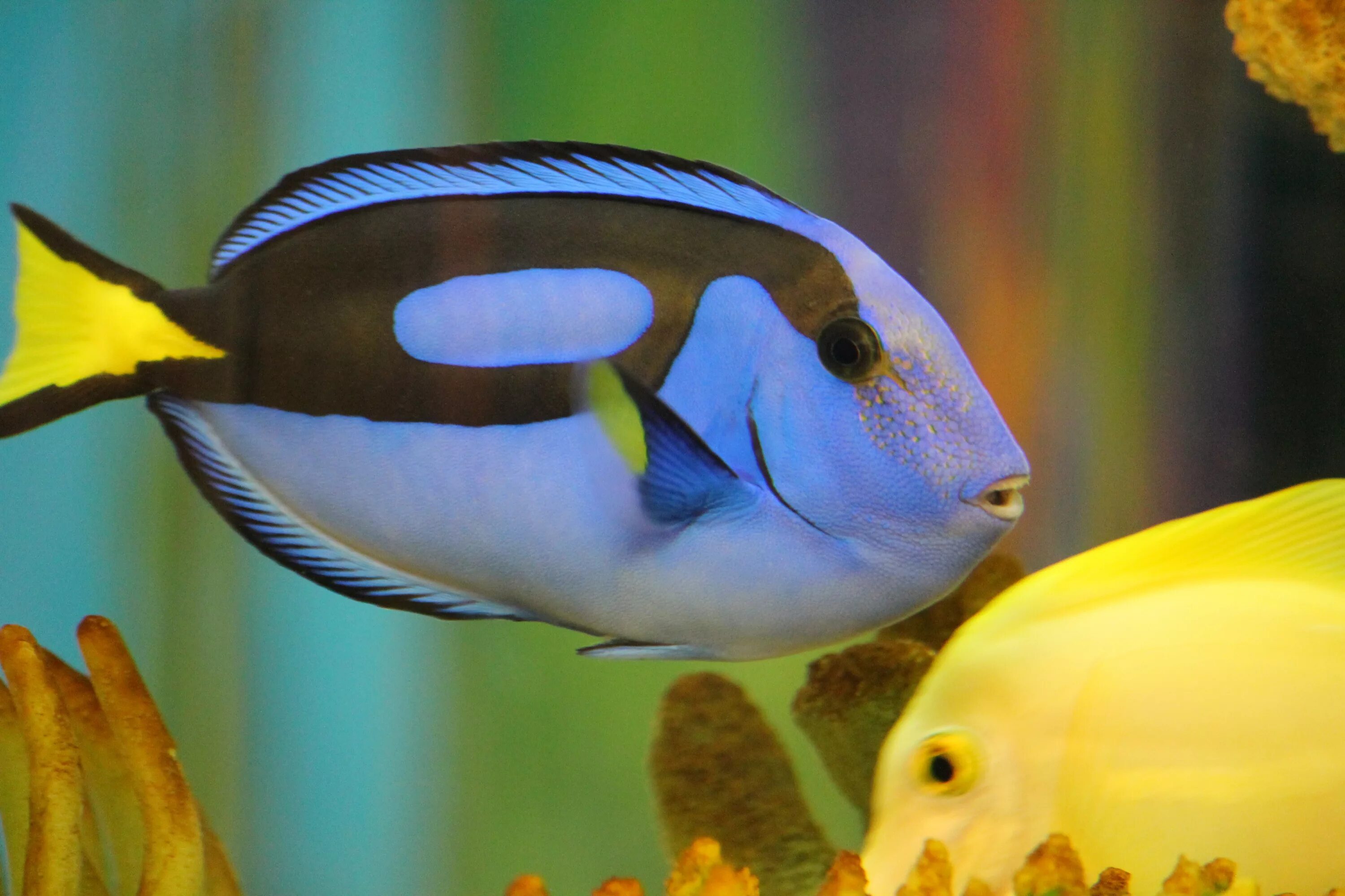 Рыба хирург почему. Рыбка дори аквариумная. Голубой хирург (Paracanthurus hepatus). Рыба голубой хирург дори. Дори синий хирург рыбка.