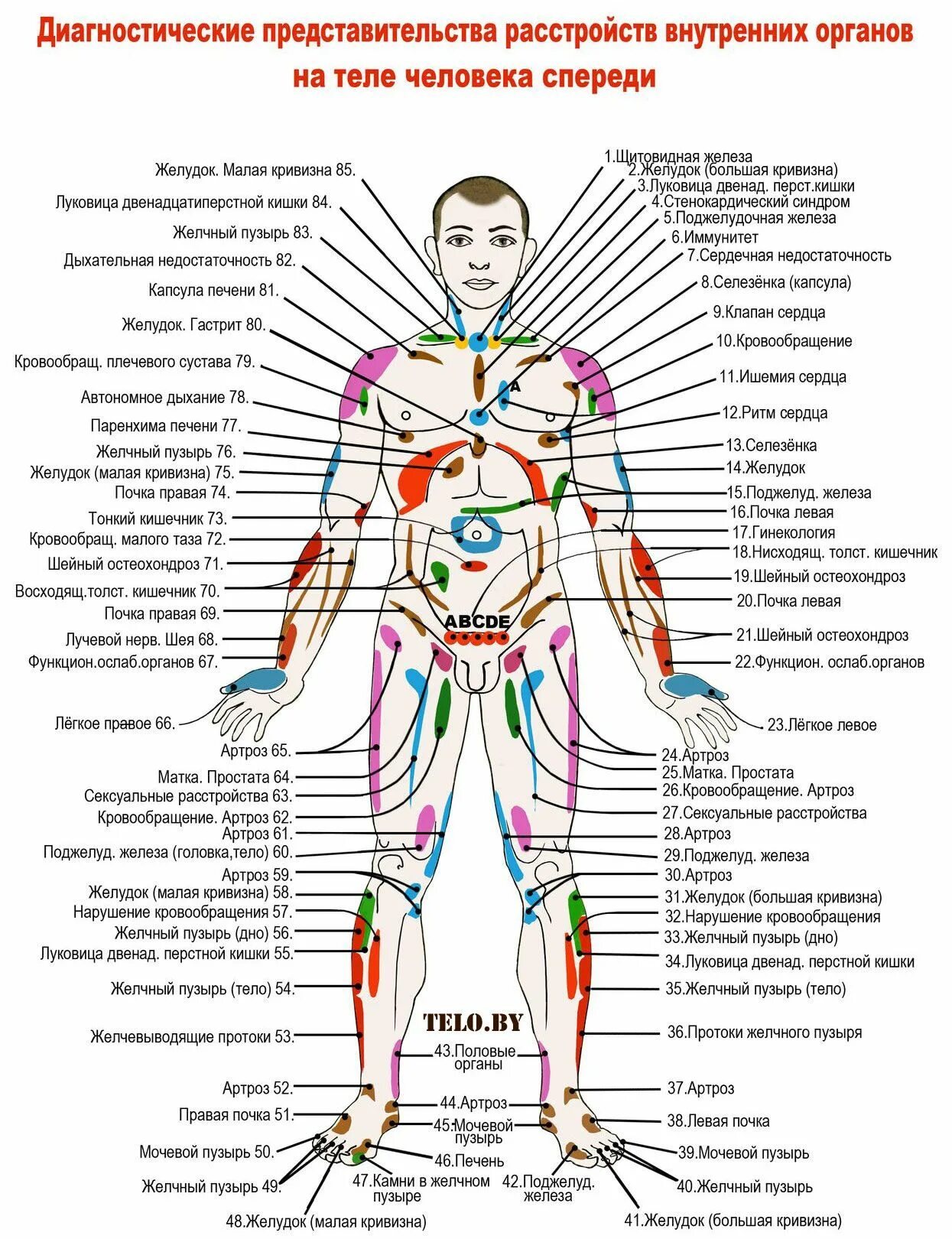 Схема где находится. Проекционные зоны Захарьина-Геда схема. Огулов проекционные зоны внутренних органов на лице. Проекционные зоны на теле человека по Огулову атлас. Проекция органов на теле человека по Огулову.