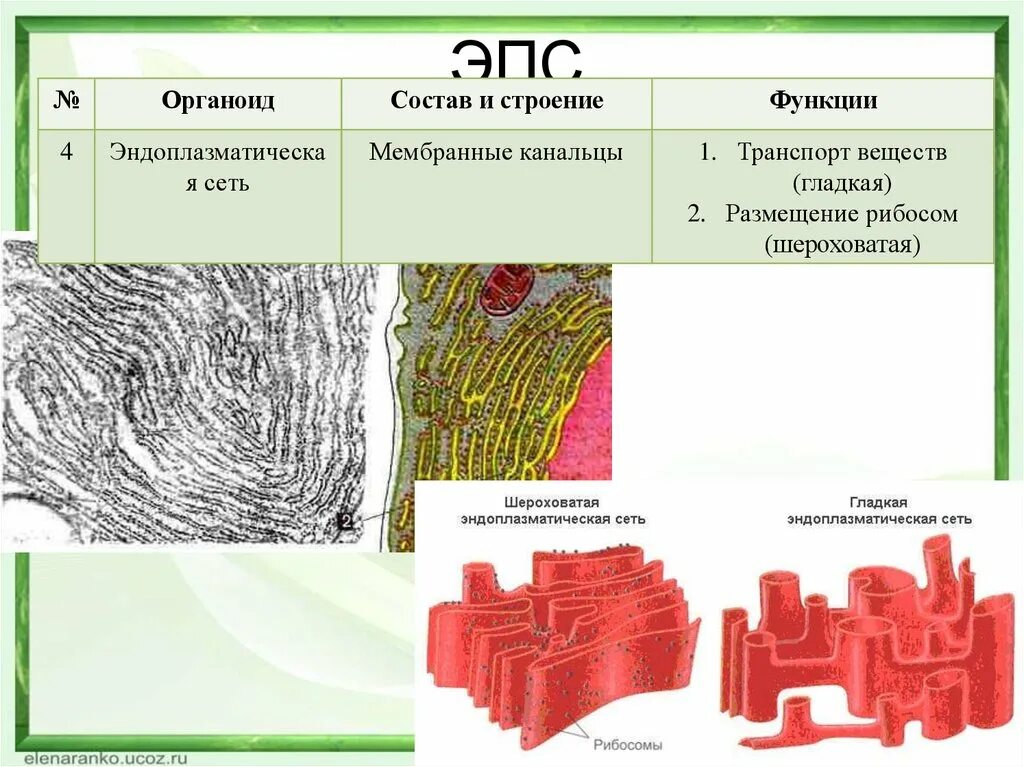 Органоиды эндоплазматическая сеть строение и функции. Шероховатая эндоплазматическая сеть функции. Шероховатая эндоплазматическая сеть строение и функции таблица. Эндоплазматическая сеть строение и функции 10 класс. Эпс строение и функции