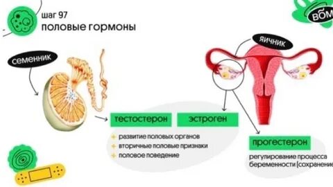 Для чего нужны гормоны для женщин