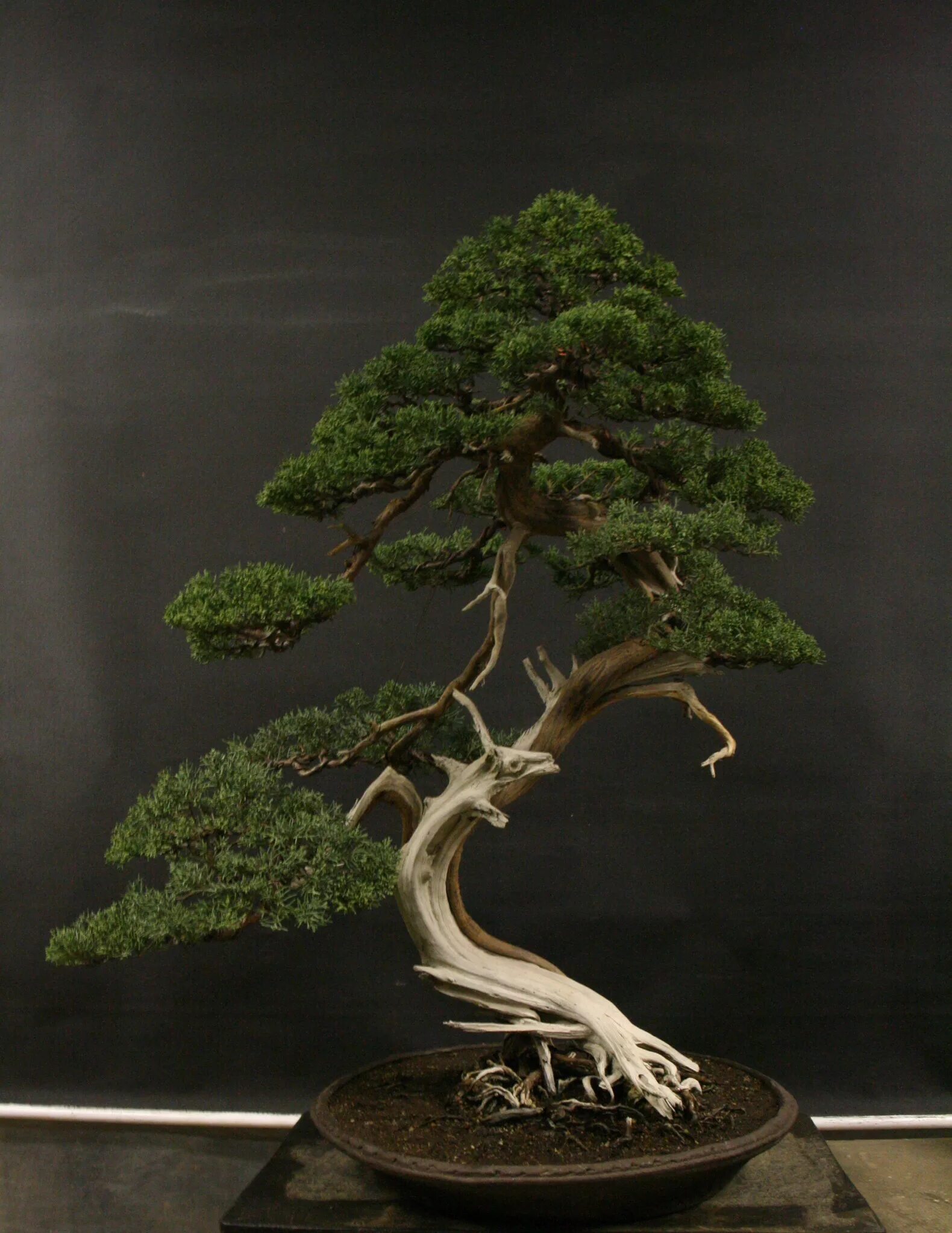 Цветущий бонсай. Бонсай кабудати. Банзай китайское дерево. Банзай китайское дерево. Бонсай кабудати.