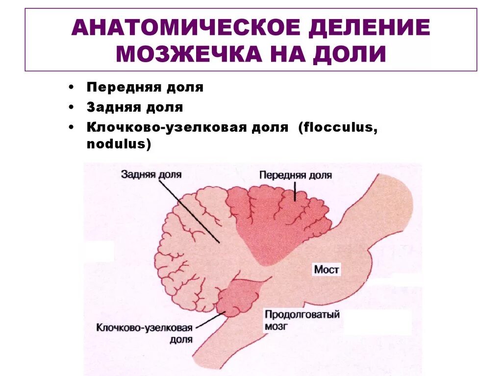 Плохо развит мозжечок. Мозжечок строение доли. Мозжечок анатомия функции. Функциональное строение мозжечка физиология.