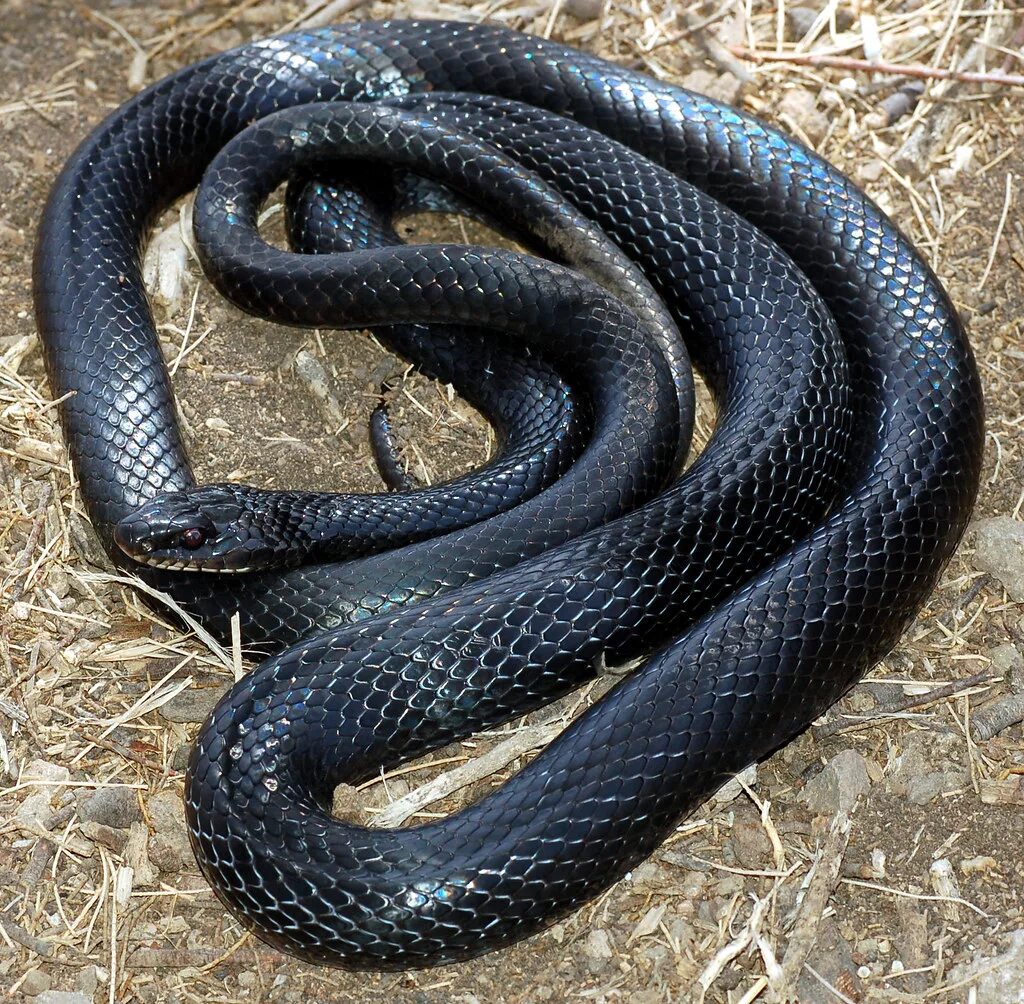 Балканский полоз (Coluber gemonensis). Полоз гадюка Кавказская. Кавказская гадюка, эскулапов полоз. Черноголовый полоз.