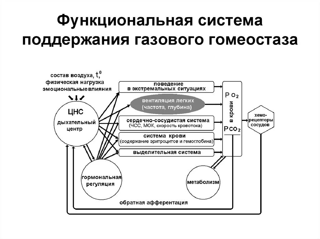 Функциональная система газового гомеостаза. Функциональная система поддерживающая газовый гомеостаз. Схема функциональной системы регуляции газового гомеостаза. Механизмы поддержания гомеостаза схема.